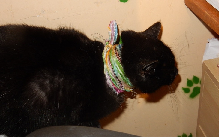 Czarny kot z kolorowym szalikiem na szyi, siedzący przy biurku.