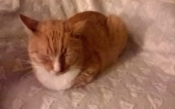 Zbiórka Leczenie bezdomnego Kocurka - zdjęcie główne