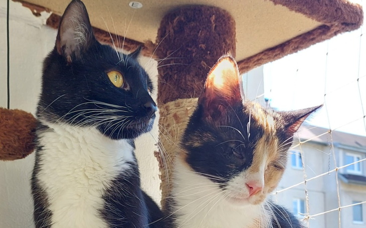 Zbiórka Leczenie Malinki i Ziomeczka - zdjęcie główne