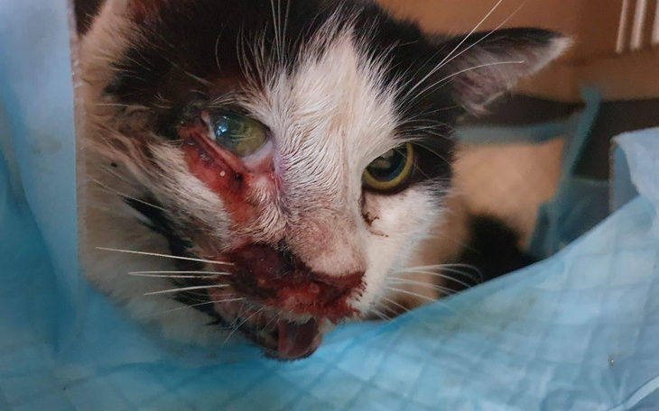 Zbiórka Pusia dostała łopatą... - zdjęcie główne