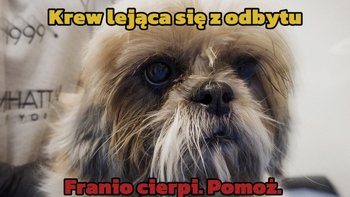 Zbiórka Ratuj Frania - miniaturka zdjęcia
