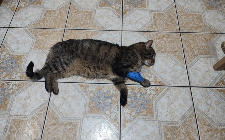 Zbiórka Ratunek dla kota Marcelka - zdjęcie główne