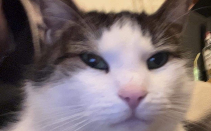 Zbliżenie na kota z wyrazem twarzy.