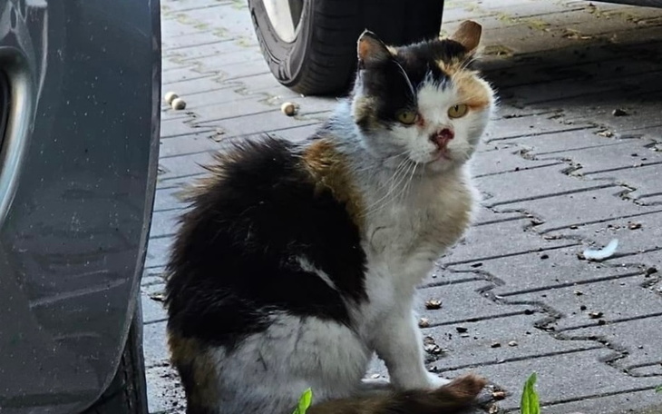 Zbiórka Kocia starość na ulicy - zdjęcie główne