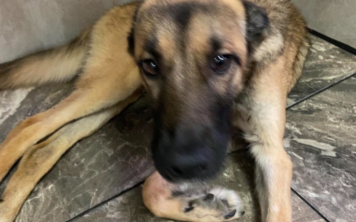 Zbiórka Ratujemy Afinę. Ona chce żyć - zdjęcie główne