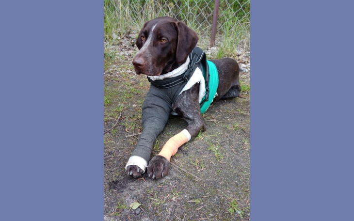 Zbiórka Operacja złamanej łapy Johna - zdjęcie główne