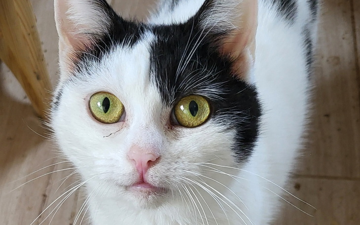 Biało-czarny kot z dużymi zielonymi oczami.