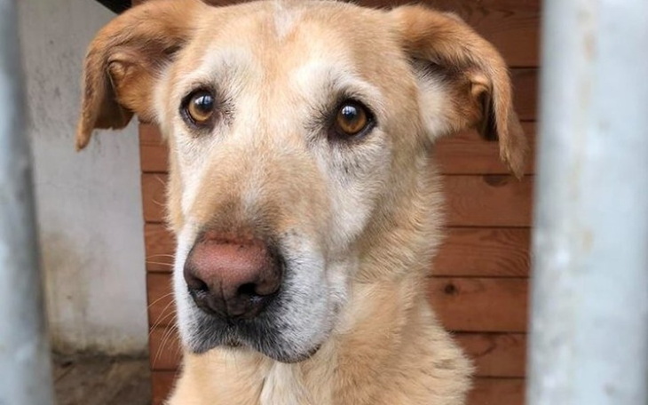 Zbiórka Karma zamiast fajerwerków - zdjęcie główne