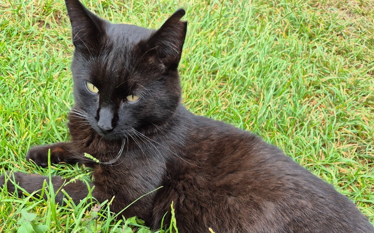 Zbiórka Ratujemy Węgielka chorego na FIP - zdjęcie główne