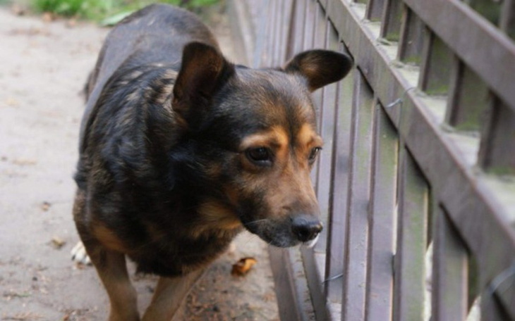 Zbiórka Ratujemy starsze psiaki - zdjęcie główne