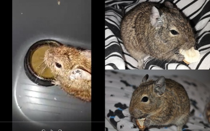 Zbiórka Gin i Krakowiaki od Kociary - zdjęcie główne