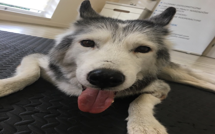 Zbiórka Wózek inwalidzki dla Birny - zdjęcie główne