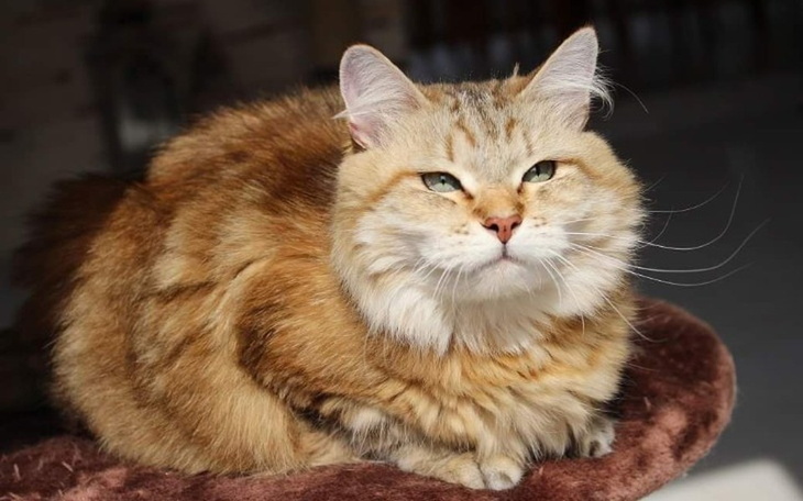 Zbiórka Dla Loli na walkę z nowotworem - zdjęcie główne