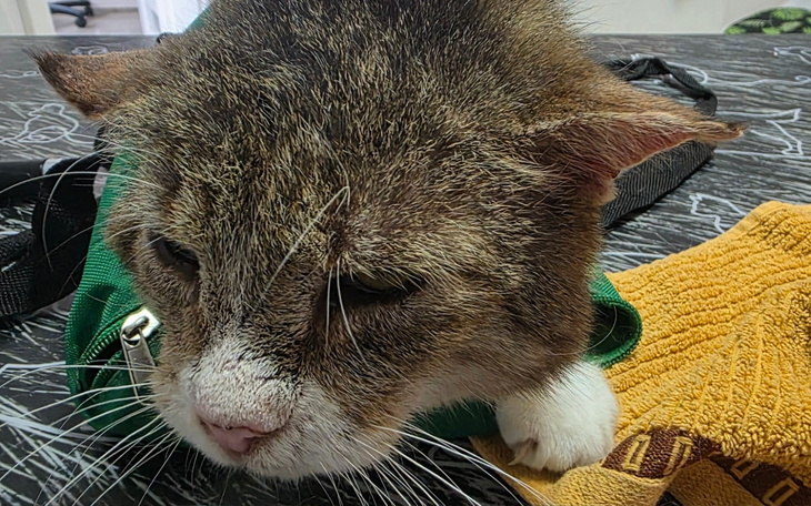 Kot w zielonej kamizelce, z wyraźnym zmęczeniem na twarzy.