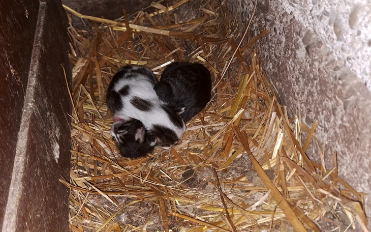 Zbiórka Małe kotki znalezione - zdjęcie główne