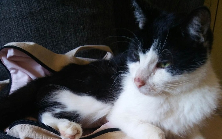 Zbiórka Uratujmy Hugo - zdjęcie główne