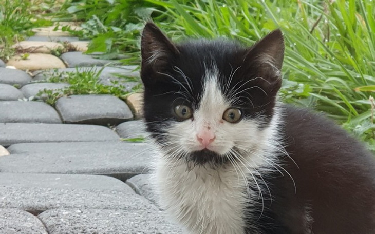 Zbiórka Na pomoc kotkom - zdjęcie główne