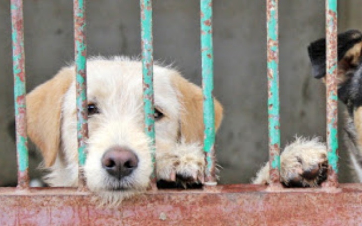 Zbiórka Na crossa i na schronisko - zdjęcie główne