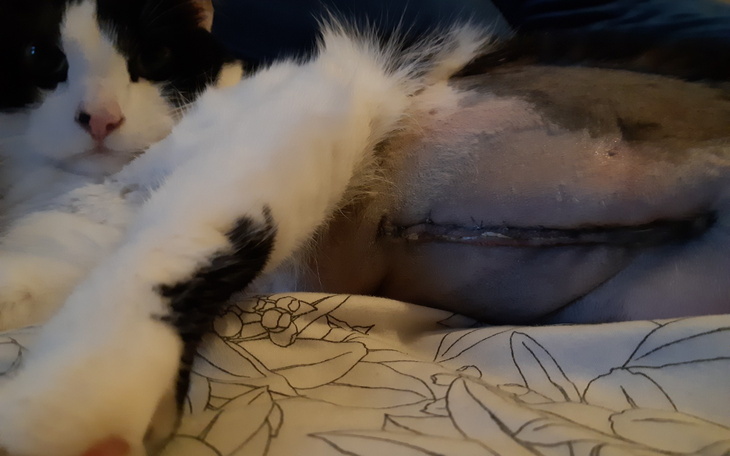 Kot z widoczną blizną po operacji, odpoczywający na łóżku.