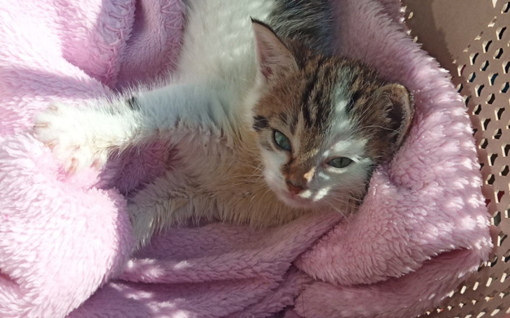 Zbiórka Kastracja kitku - zdjęcie główne