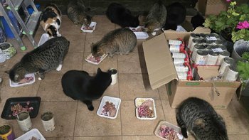 Zbiórka Bezdomniaki proszą o wsparcie - miniaturka zdjęcia