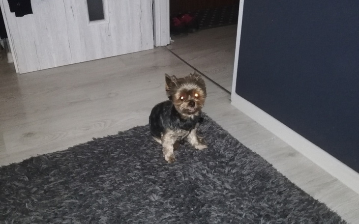 Zbiórka Pomocy123 - zdjęcie główne