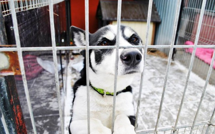 Zbiórka Złotówkobranie na ogrzewanie! - zdjęcie główne