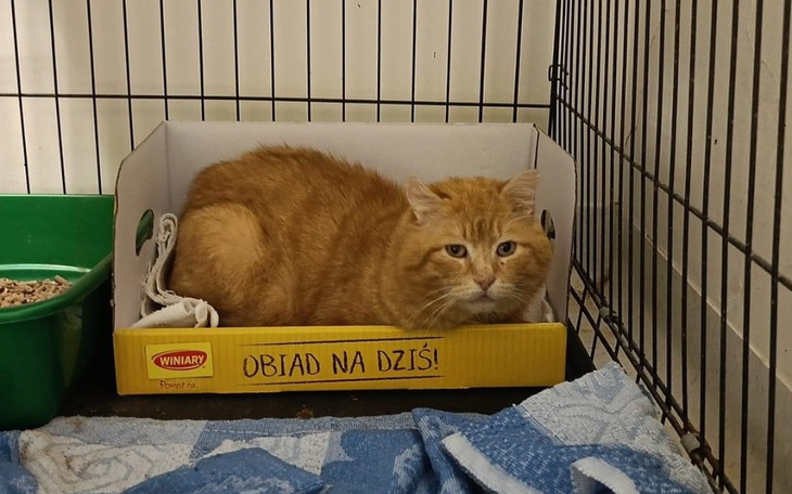 Zbiórka Brak pieniędzy na leki - zdjęcie główne