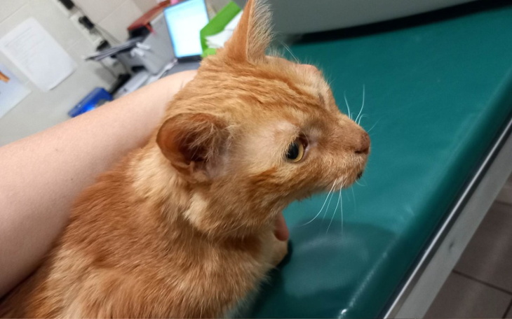 Zbiórka Rudzik potrzebuje pomocy - zdjęcie główne