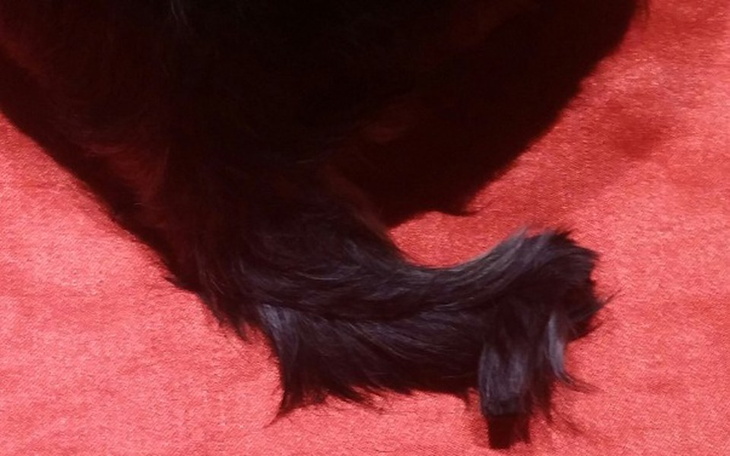 Zbiórka Na chore psiaki - zdjęcie główne