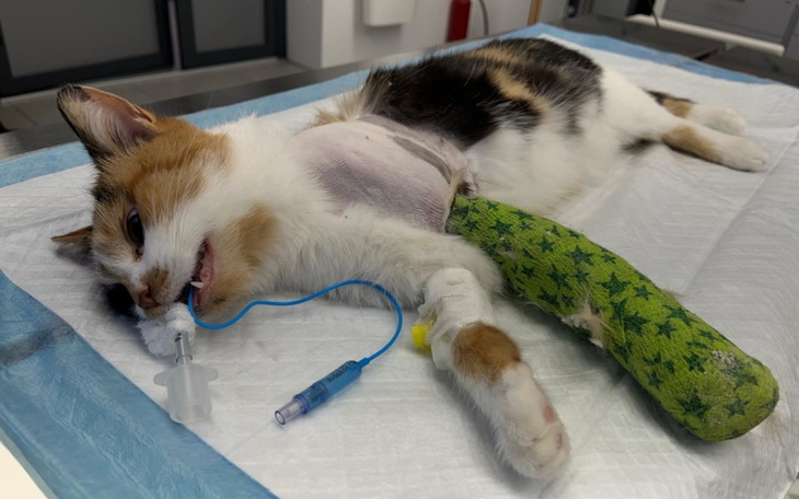 Kot po operacji, z opatrunkiem na łapie, leży na stole.