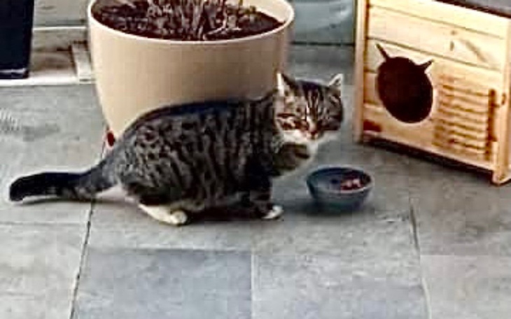 Kot siedzący obok miski, gotowy do jedzenia.