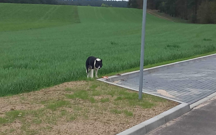 Zbiórka Odławiamy suczkę KARELA - zdjęcie główne