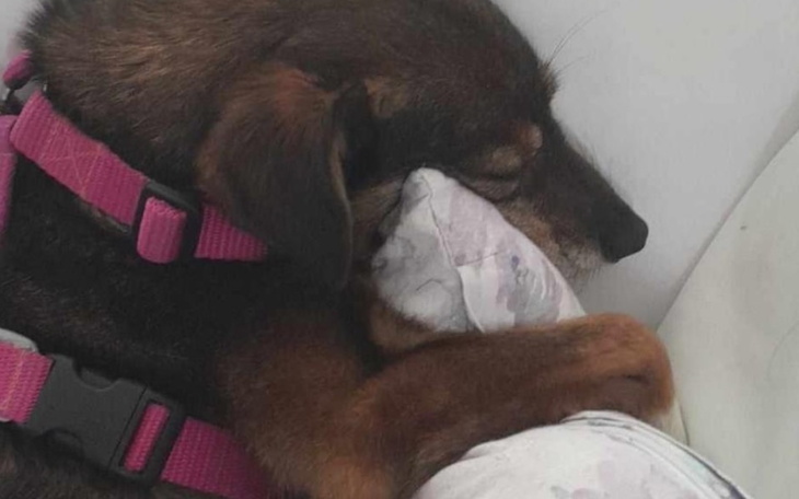 Zbiórka nowe życie mojego psa - zdjęcie główne