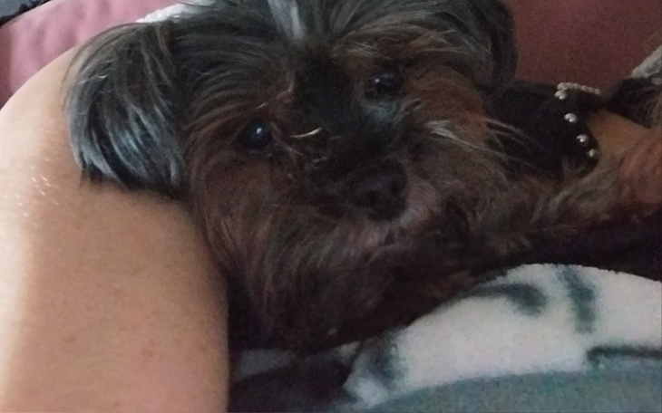 Zbiórka Rechabillitacja pieska - zdjęcie główne