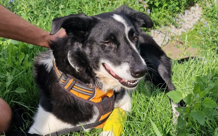 Zbiórka Border Collie chory Babeszjoza - zdjęcie główne