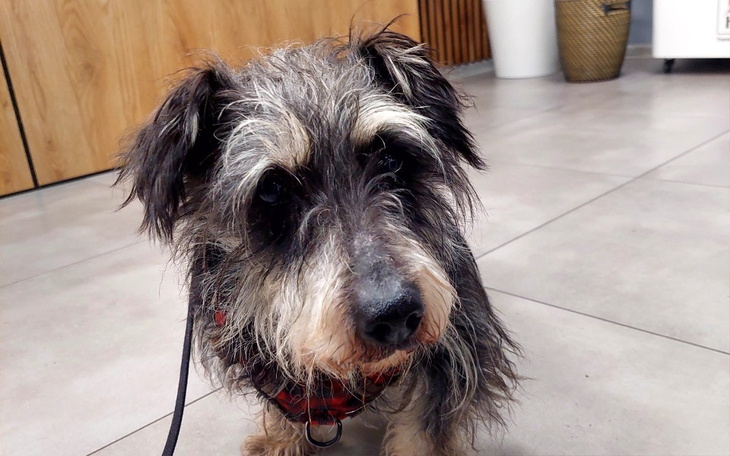 Mały piesek z szarym futrem, patrzący w obiektyw.