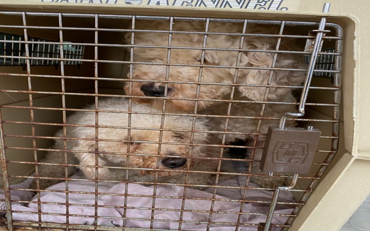 Zbiórka Ratujemy pudelkowe nieszczęścia - zdjęcie główne