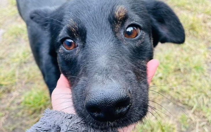 Pies z czarnym futrem, patrzący na właściciela.