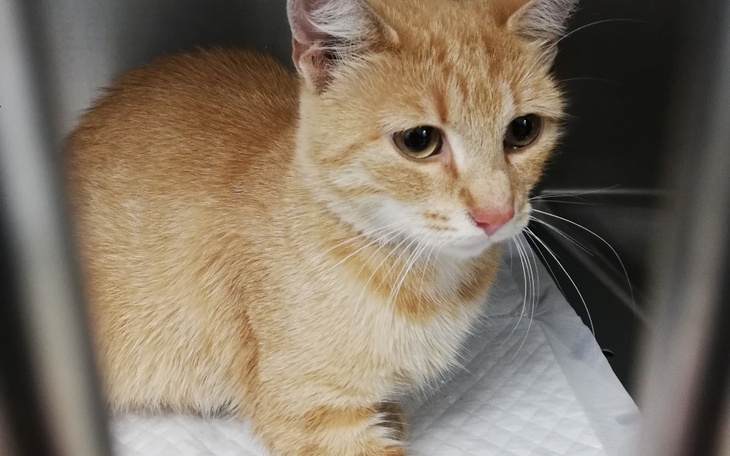 Zbiórka Patrzyła jak jej kocięta giną - zdjęcie główne