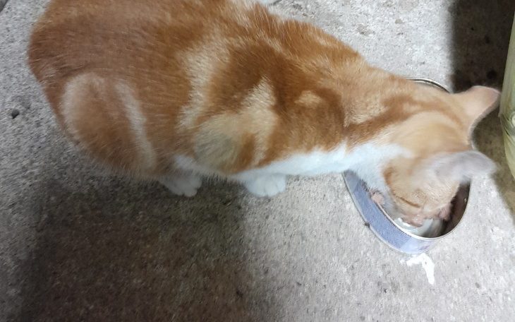 Zbiórka Operacja rudiego - zdjęcie główne