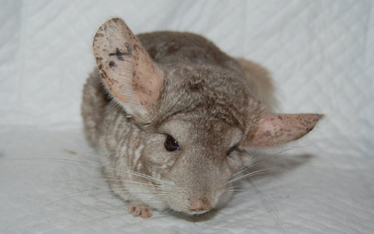 Zbiórka Szynszyle ze schroniska - zdjęcie główne