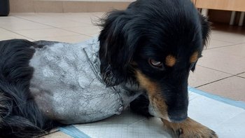 Zbiórka Pomoc dla Łapki - miniaturka zdjęcia