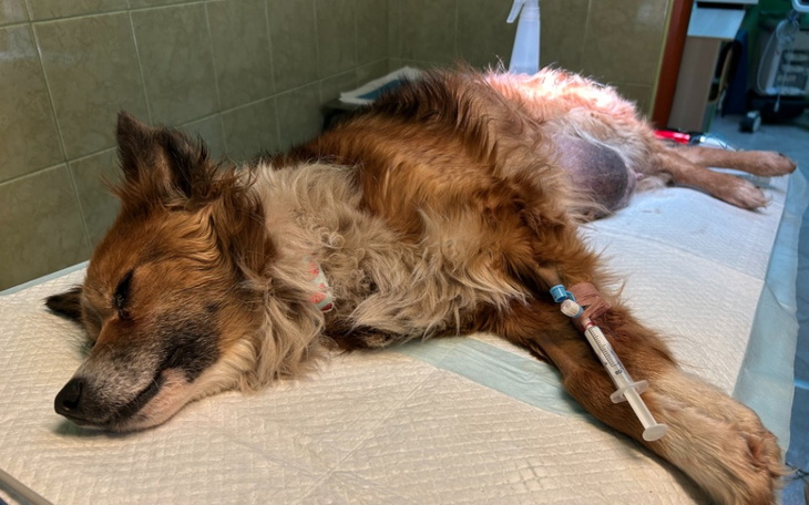 Śpiący pies na stole weterynaryjnym, z kroplówką.