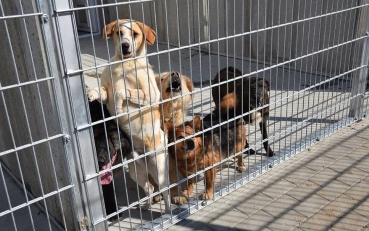 Zbiórka Rozbudowa dla zwierząt - zdjęcie główne