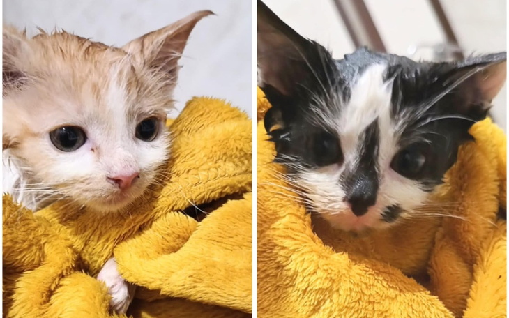 Dwa pieski za ogrodzeniem, czekające na lepsze dni.