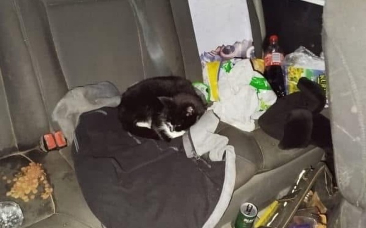 Kot śpiący na brudnym siedzeniu samochodu, otoczony odpadkami.