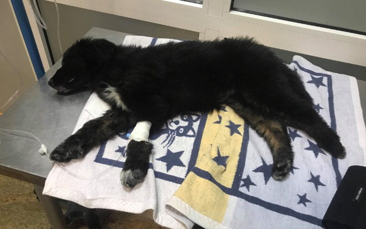 Zbiórka Pomoc w leczeniu szczeniaków 🙏🏼 - zdjęcie główne