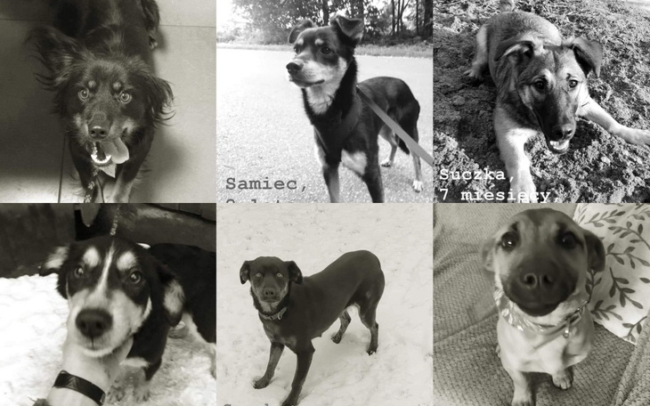 Zbiórka Pomagamy psom z Podlasia.. - zdjęcie główne