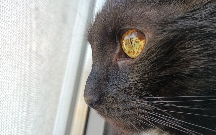 Zbiórka Ratujmy oczko Pysia - zdjęcie główne